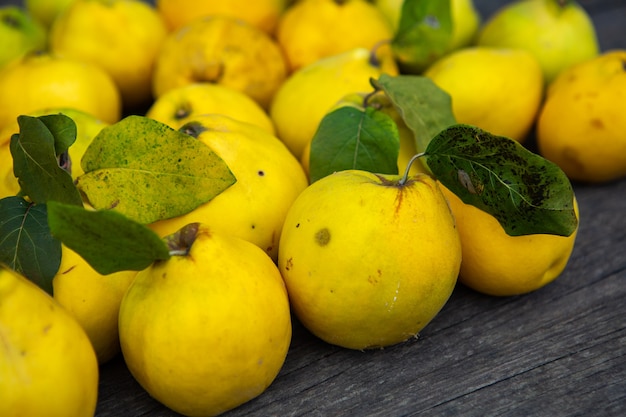 Ripe golden yellow quince fruits isolated on wood background