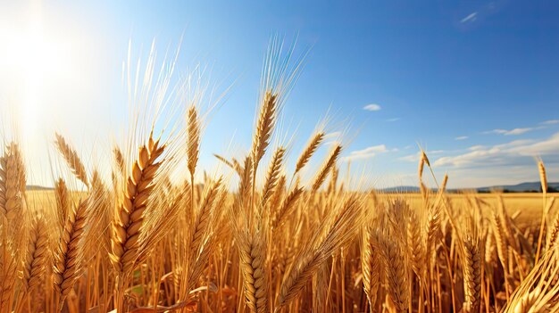 Ripe golden yellow wheat in autumn field