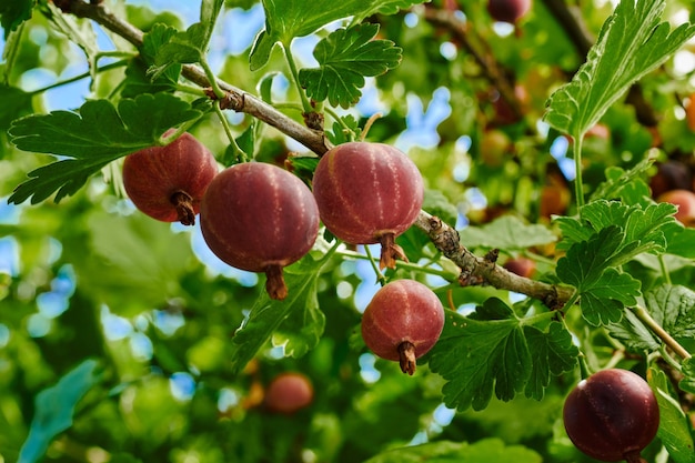 Ripe gooseberries on a branch of a bush