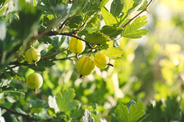 Ripe gooseberries on a bush in the garden