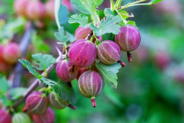 写真 茂みの庭で熟したグーズベリーグーズベリーの収穫