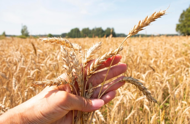 Photo ripe grain ears in the hands of a woman before harvesting closeup of wheat rye barley millet agriculture concept rich vintage background