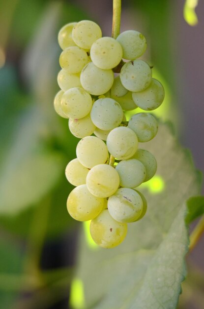 ripe grape on a morning light