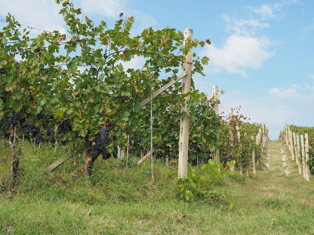 Ripe grapefruit in grapevine