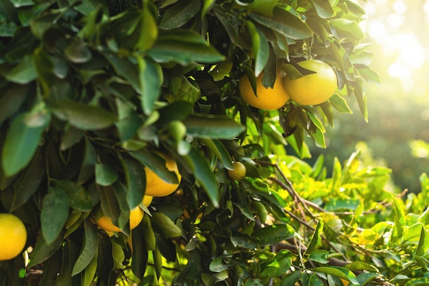 Ripe grapefruits on the small evergreen tree