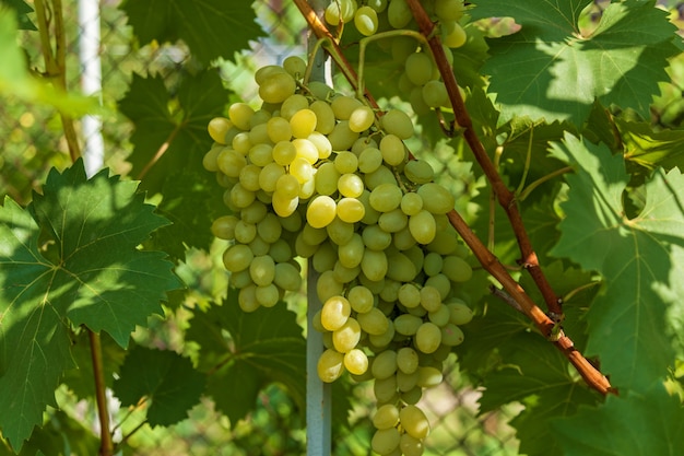 Ripe grapes on a branch in the garden,a big branch of white grapes