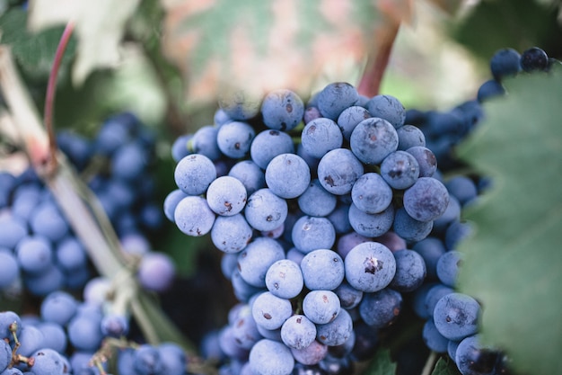 Ripe grapes on a branch