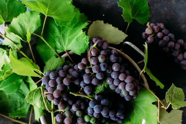 Ripe grapes on a dark background