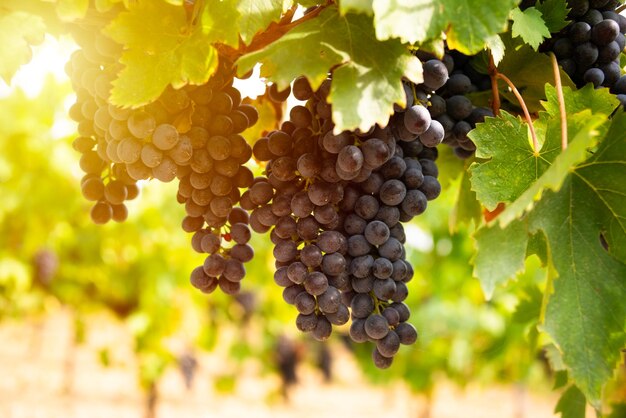 Ripe grapes growing on vine in vineyard