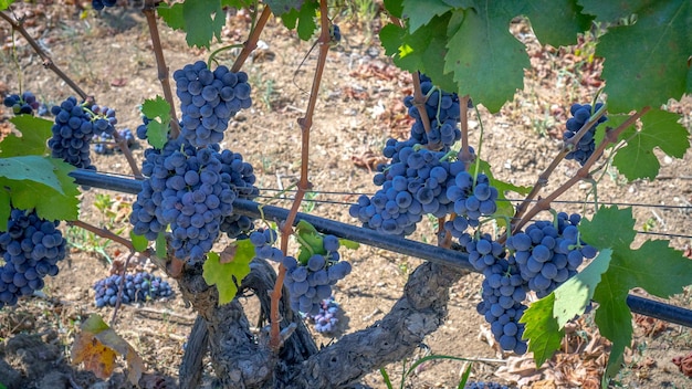 Photo ripe grapes ready for the harvest for the production of cannonau and carignano wine