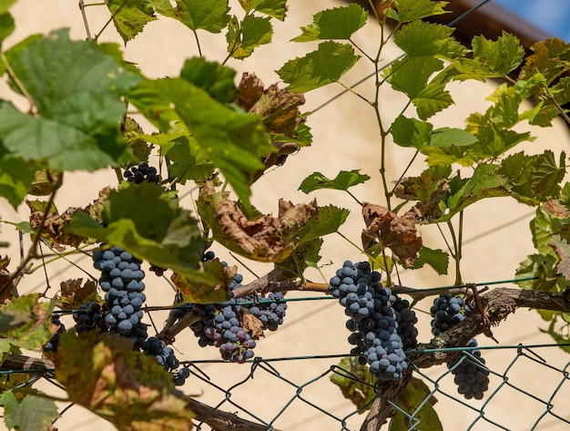 Ripe grapes ready for harvest