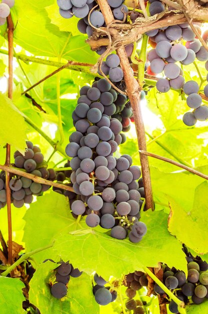 Ripe grapes on vineyard Close up