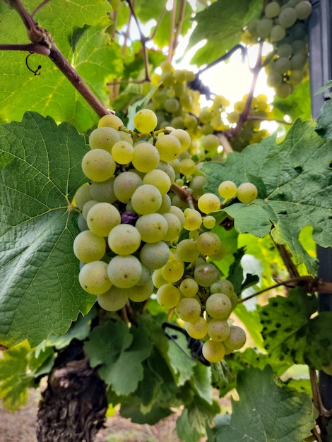 Ripe grapes in a vineyard