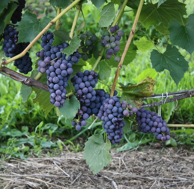 Ripe grapes on a wine growing in the garden