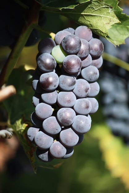 Ripe grapes on a wine growing in the garden