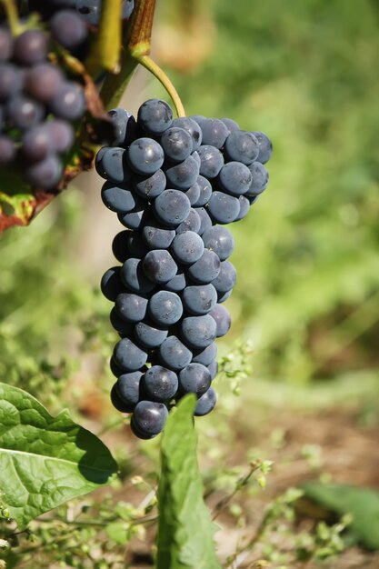 Ripe grapes on a wine growing in the garden