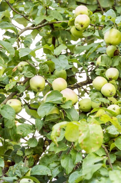 Ripe green apples on the tree