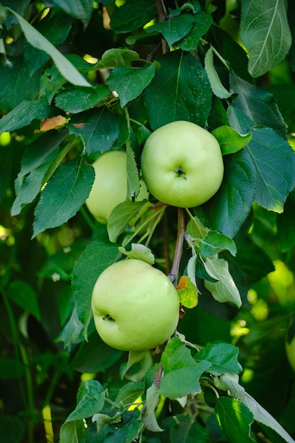 Photo ripe green apples weighing branch against background green foliage