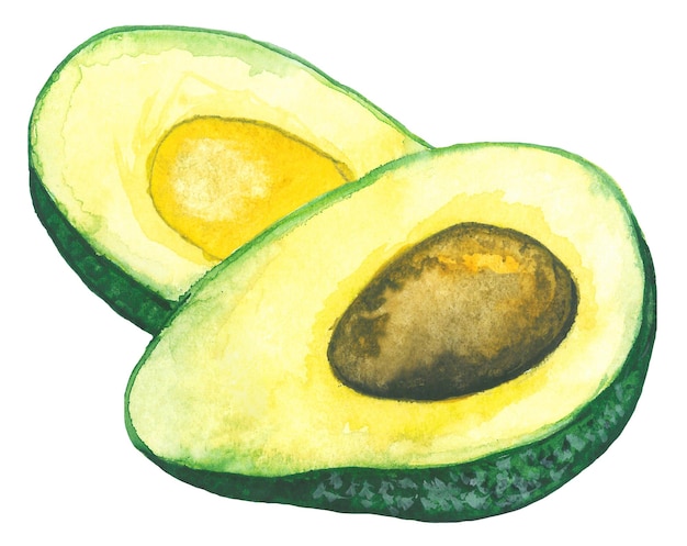 Ripe green avocado cut in half Illustration of an avocado fruit