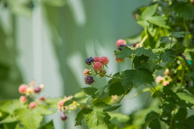 Ripe and green blackberries on a branch surrounded by green leaves