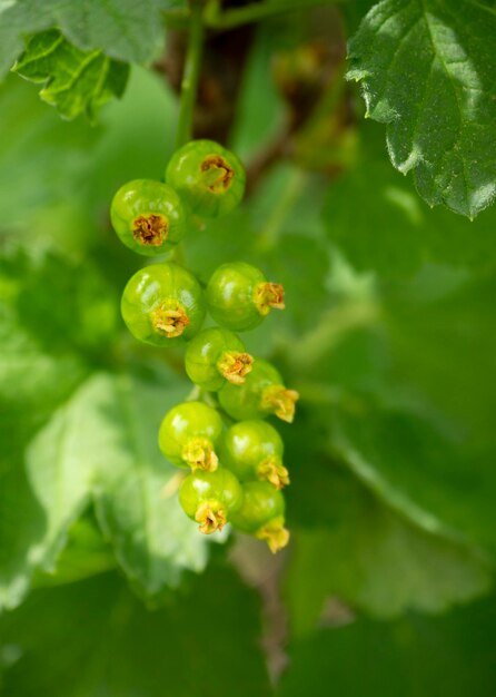 ギリシャの茂みの茂みの葉の間で熟した緑のスグリの果実