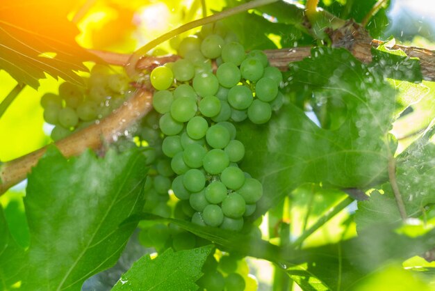 Photo ripe green grape close up on grapes in a vineyard grape harvest concept selective focus