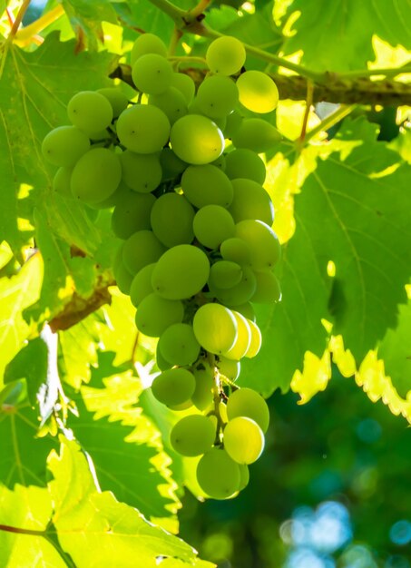 Ripe green grape in vineyard Grapes green taste sweet growing natural Green grape on the vine in garden