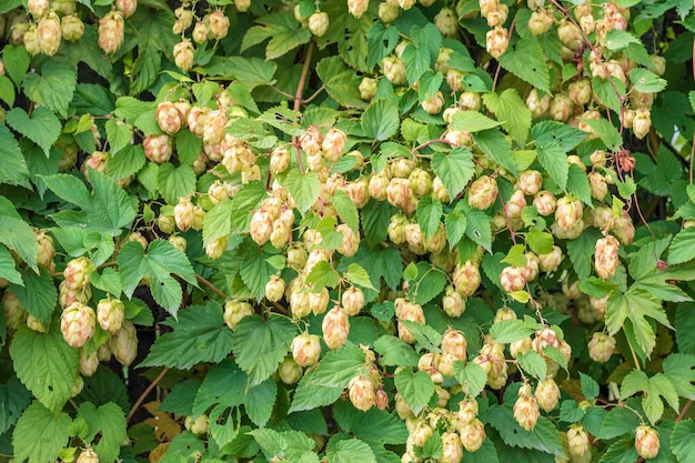 Ripe green hop cones Growing hops for industryHops for making homemade beerSelective focus