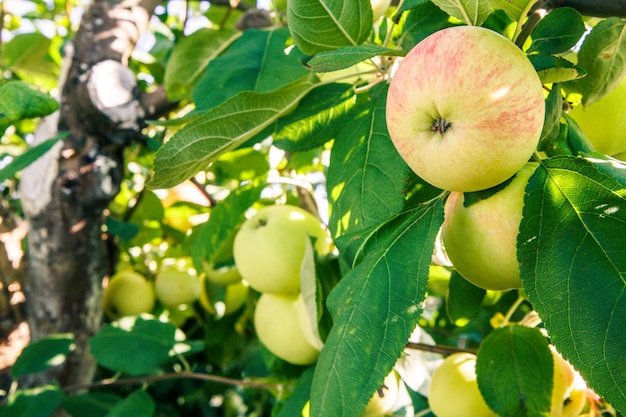 Ripe and green immature apples on branch of the tree in the garden in summer day. Shallow depth of field. Focus on near apple