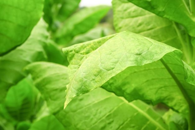 Foglie verdi mature di tabacco turco crescono in una fattoria di tabacco. concetto di coltivazione del tabacco