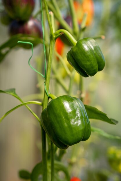 Photo ripe green peppers on a bush in a greenhouse or garden