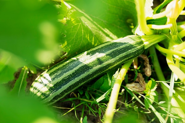 사진 정원에서 익은 녹색 줄무늬 호박. 자연에서 새로운 수확입니다. 비타민과 건강 식품. 확대.