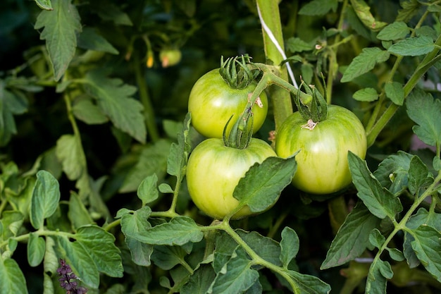 庭のトマト植物のつるにぶら下がっている熟していない緑色のトマト