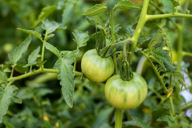 庭のトマト植物のつるにぶら下がっている熟していない緑色のトマト