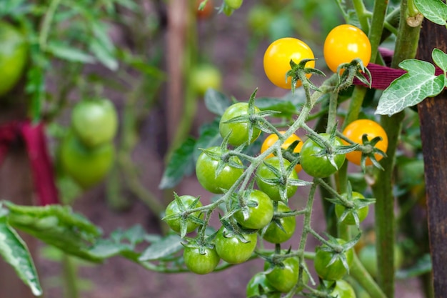 Ripe and green tomatoes in the vegetable garden.