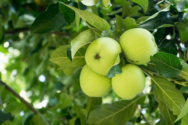 Ripe green yellow apples on the branch before harvesting