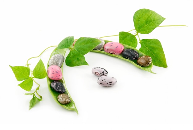 Ripe Haricot Beans with Seed and Leaves Isolated on White