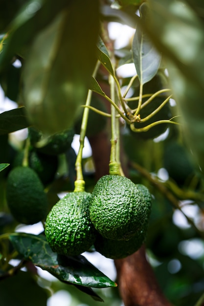 Foto avocado maturi di hass appeso all'albero