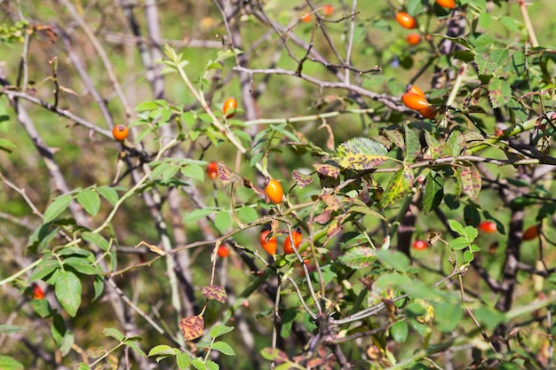 Photo ripe hawthorn bush