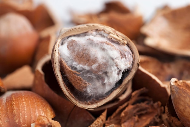 ripe hazelnuts ready for eating, hazelnuts peeled from the shell