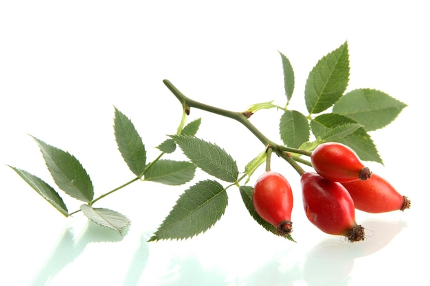 Photo ripe hip roses on branch with leaves isolated on white