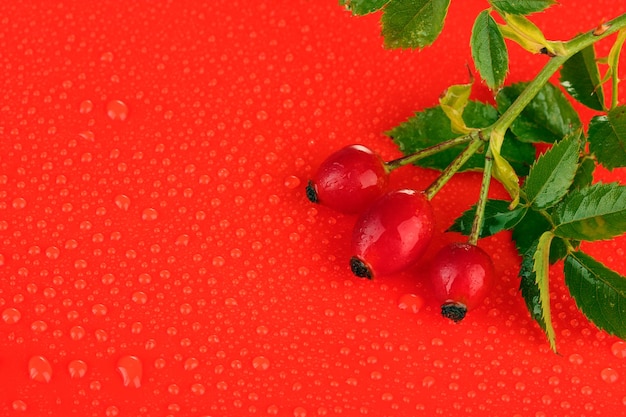 Ripe hip roses on branch with leaves on red background