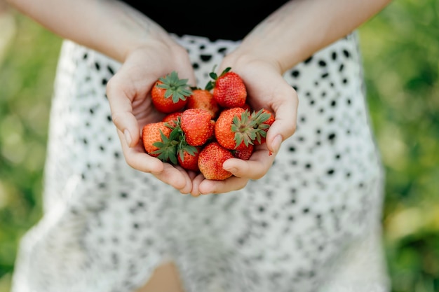 Ripe homegrown strawberries in the hands of a young girl who had just plucked them from a bed in the garden