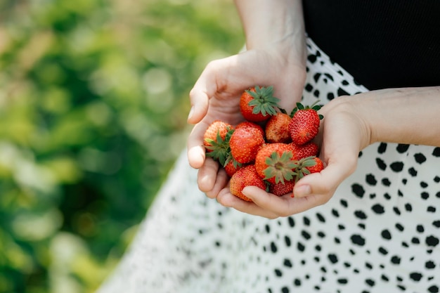사진 정원의 침대에서 갓 따온 어린 소녀의 손에 있는 익은 국산 딸기