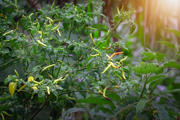 Ripe hot chili peppers on a plant