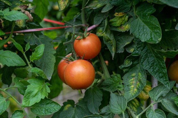 Ripe or immature tomato on a tomato tree in a field