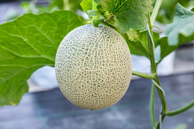 ripe japanese net melon growing in greenhouse