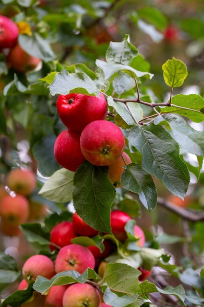 Mele succose mature su un ramo raccolto dell'azienda agricola del frutteto