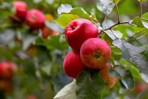 Mele succose mature su un ramo raccolto dell'azienda agricola del frutteto