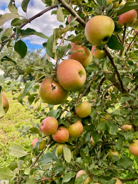 ripe juicy apples on a tree in the garden, autumn fruit harvest